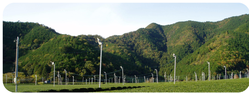 いび茶（揖斐川町産